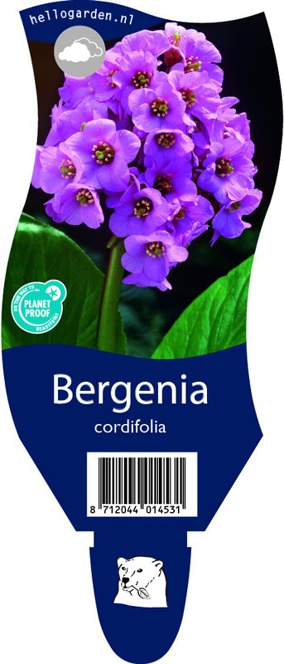Bergenia cordifolia - P11